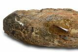 Triassic-Age Petrified Wood Log - Madagascar #378891-3